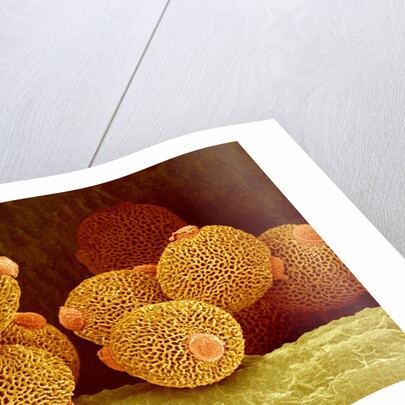 Geranium pollen in anther by Anonymous