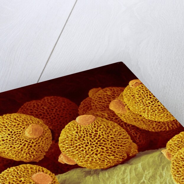 Geranium pollen in anther by Anonymous