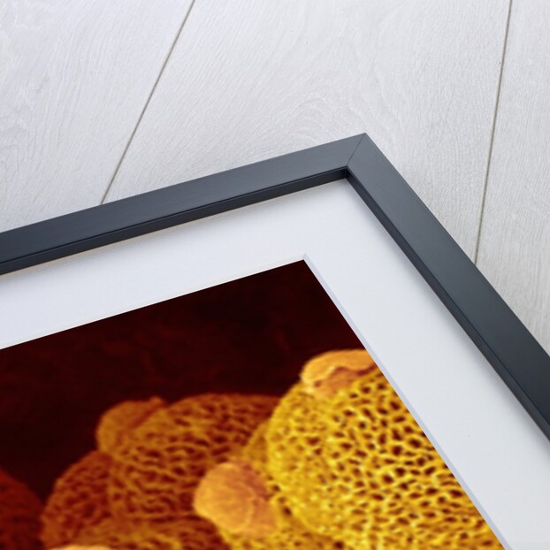 Geranium pollen in anther by Anonymous