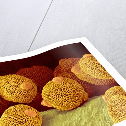 Geranium pollen in anther by Anonymous