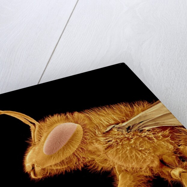 Head of a Bee by Anonymous