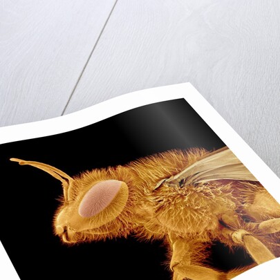 Head of a Bee by Anonymous