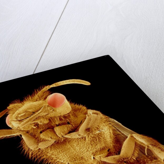 Front half of a Bee by Anonymous