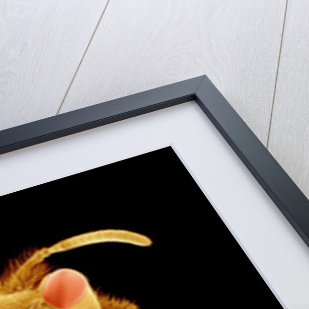 Front half of a Bee by Anonymous