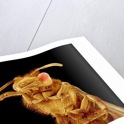 Front half of a Bee by Anonymous
