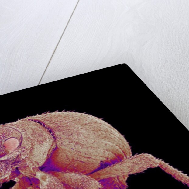 Weevil by Anonymous