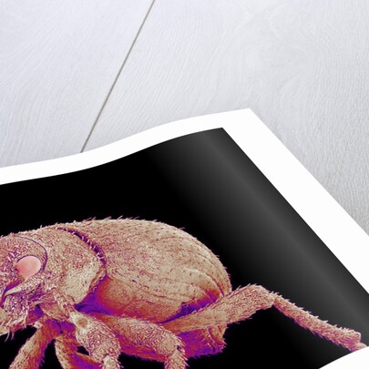 Weevil by Anonymous
