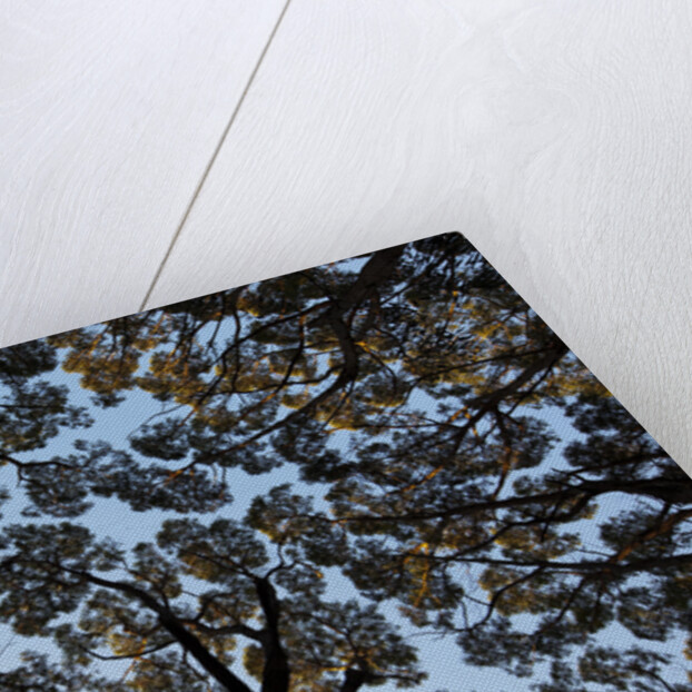 Forest Canopy by Anonymous
