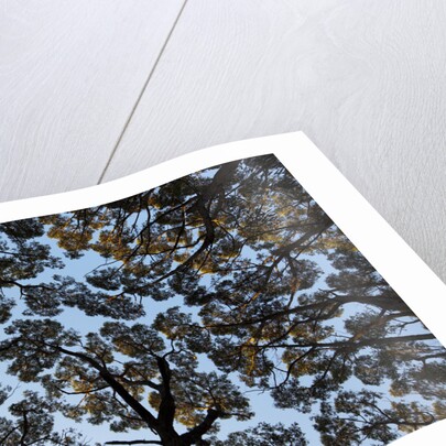 Forest Canopy by Anonymous