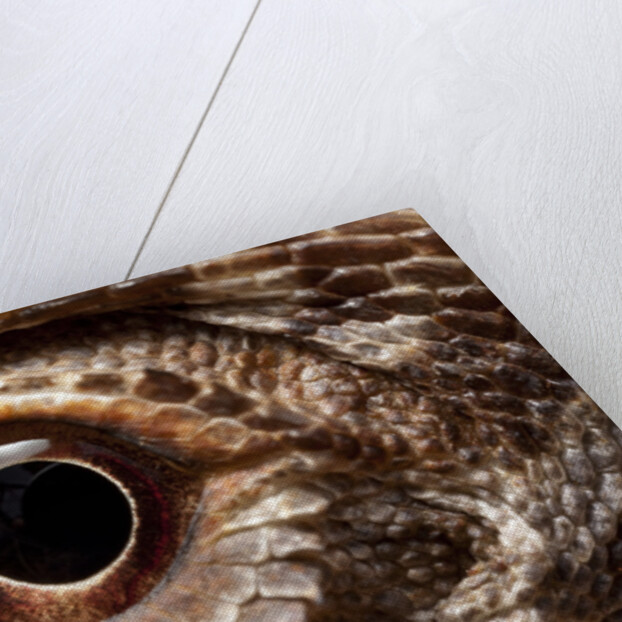 Eye of an Inland Bearded Dragon by Anonymous
