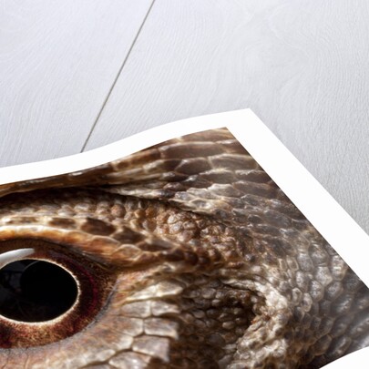 Eye of an Inland Bearded Dragon by Anonymous