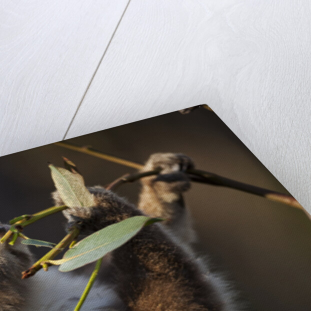 Koala in eucalyptus tree in Great Otway National Park by Anonymous