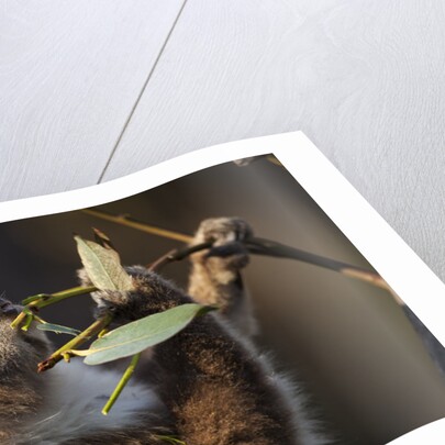 Koala in eucalyptus tree in Great Otway National Park by Anonymous