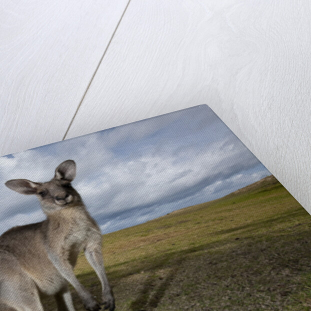 Eastern Gray Kangaroo in Australia's Murramarang National Park by Anonymous
