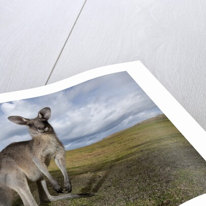 Eastern Gray Kangaroo in Australia's Murramarang National Park by Anonymous