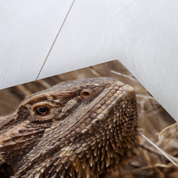 Inland Bearded Dragon in the Australian Outback by Anonymous