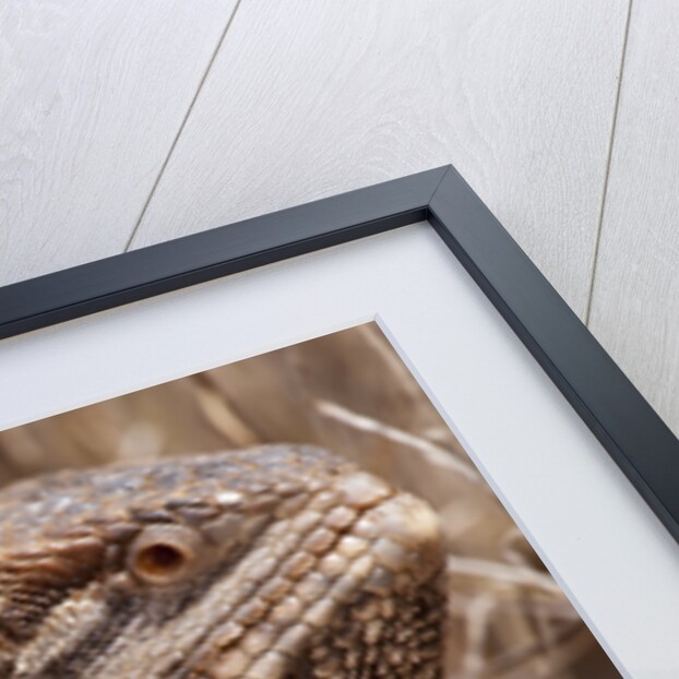 Inland Bearded Dragon in the Australian Outback by Anonymous