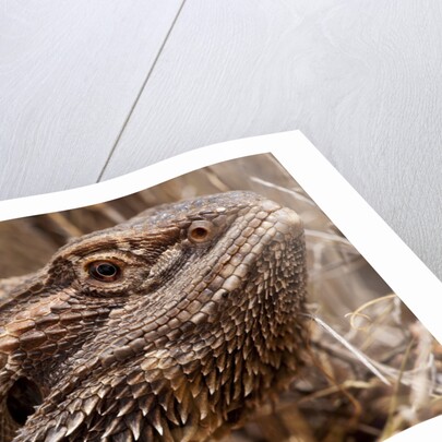 Inland Bearded Dragon in the Australian Outback by Anonymous
