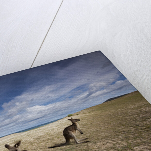 Eastern Gray Kangaroos on beach in Murramarang National Park by Anonymous