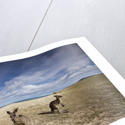 Eastern Gray Kangaroos on beach in Murramarang National Park by Anonymous