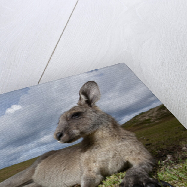 Eastern Gray Kangaroo in Murramarang National Park by Anonymous
