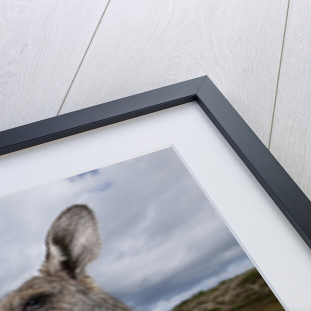 Eastern Gray Kangaroo in Murramarang National Park by Anonymous