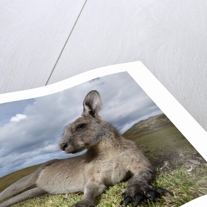 Eastern Gray Kangaroo in Murramarang National Park by Anonymous