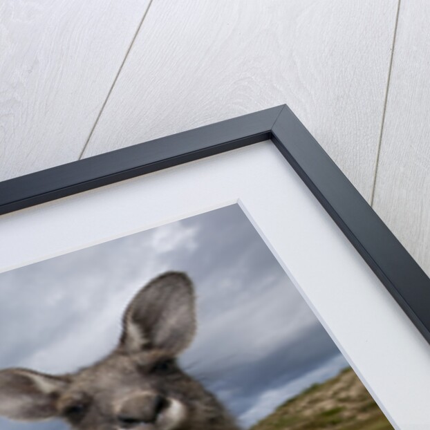 Eastern Gray Kangaroo in Murramarang National Park by Anonymous