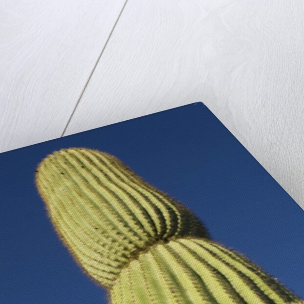 Saguaro Cactus in Tinajas Altas Mountains by Anonymous