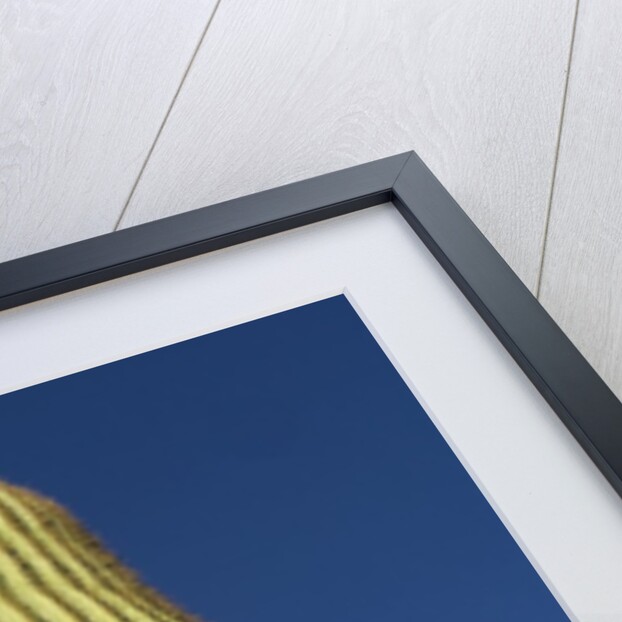 Saguaro Cactus in Tinajas Altas Mountains by Anonymous