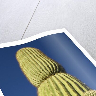 Saguaro Cactus in Tinajas Altas Mountains by Anonymous