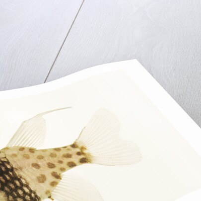 Polka Dot Cardinal Fish by Anonymous