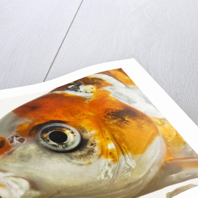 Face of koi fish by Anonymous