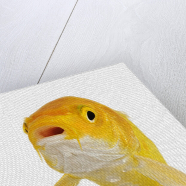 Koi Fish by Anonymous