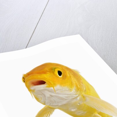 Koi Fish by Anonymous