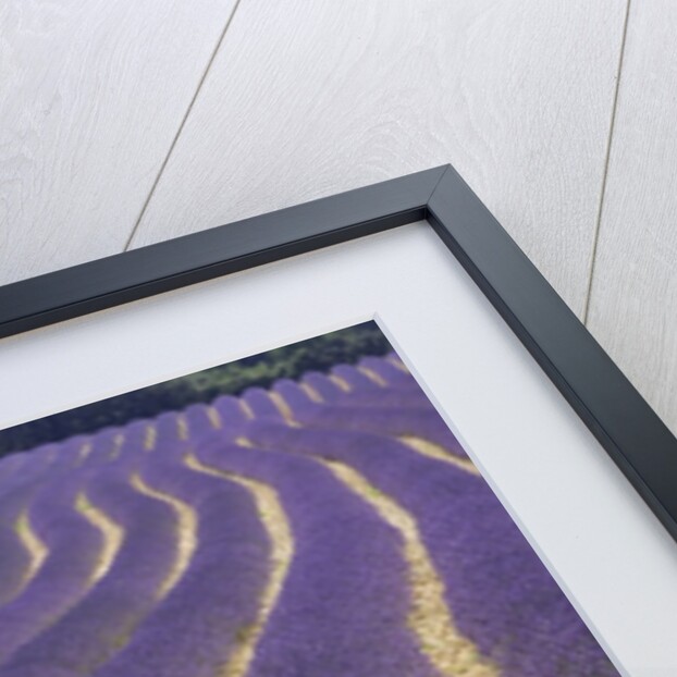 Lavender field by Anonymous