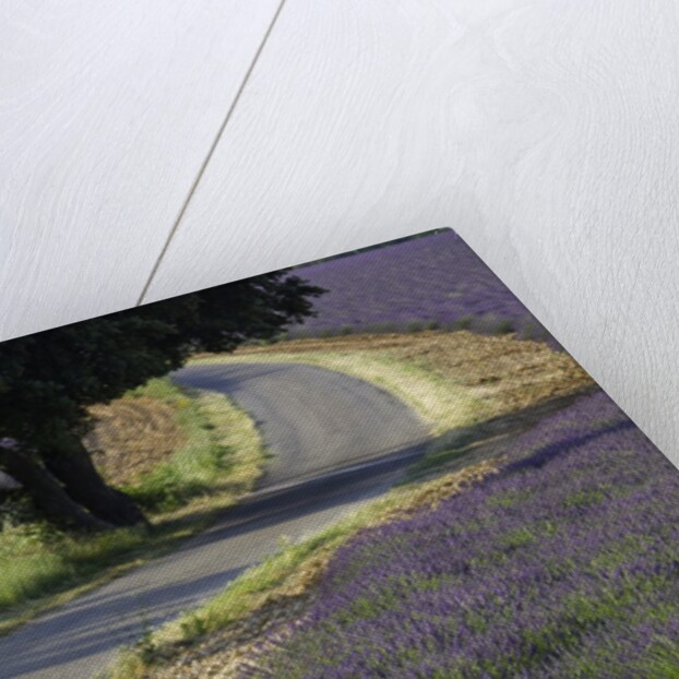 Lavender field and winding road by Anonymous