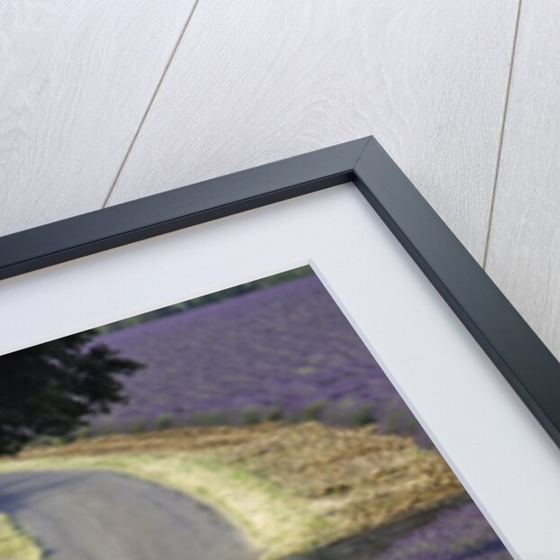 Lavender field and winding road by Anonymous