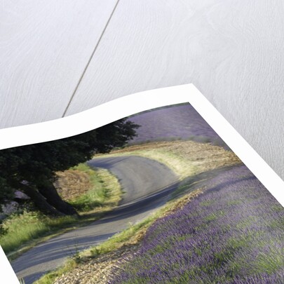 Lavender field and winding road by Anonymous