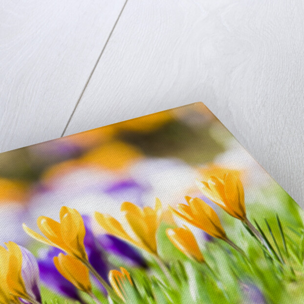 Orange and purple crocus flowers by Anonymous