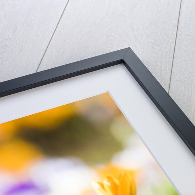 Orange and purple crocus flowers by Anonymous