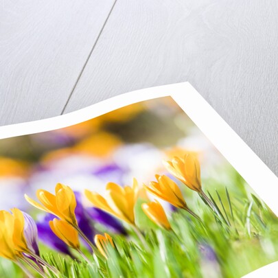 Orange and purple crocus flowers by Anonymous