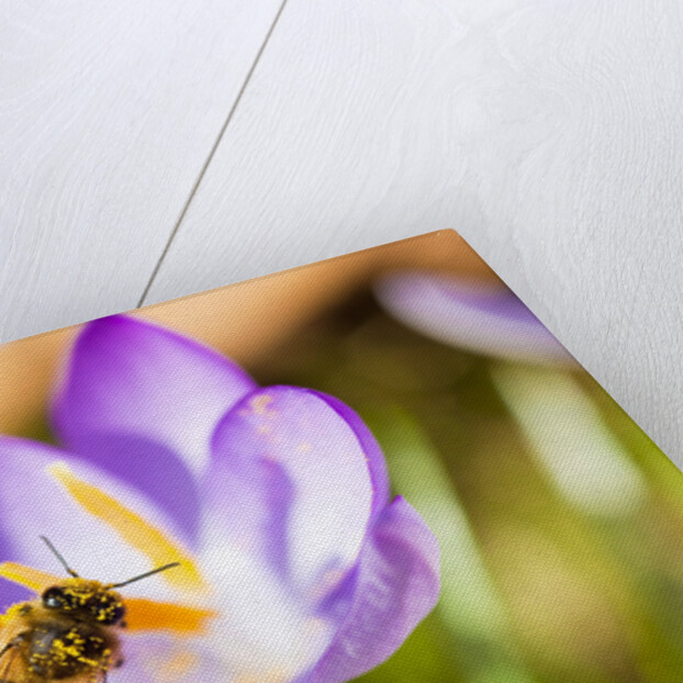 Pink Crocus flower and honeybee by Anonymous