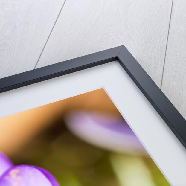 Pink Crocus flower and honeybee by Anonymous