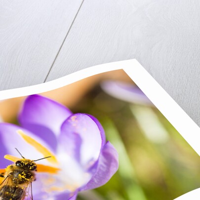 Pink Crocus flower and honeybee by Anonymous