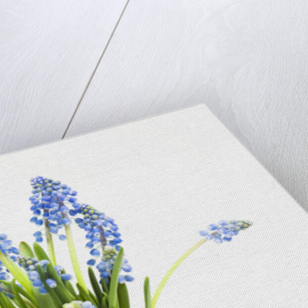 Grape hyacinth by Anonymous