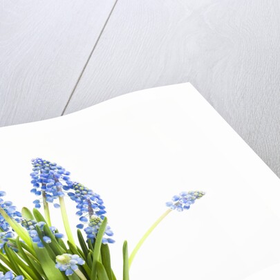 Grape hyacinth by Anonymous