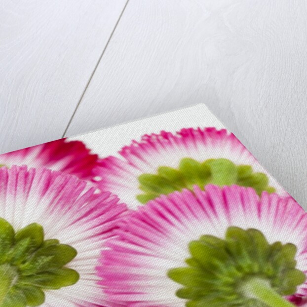 Daisy flowers by Anonymous