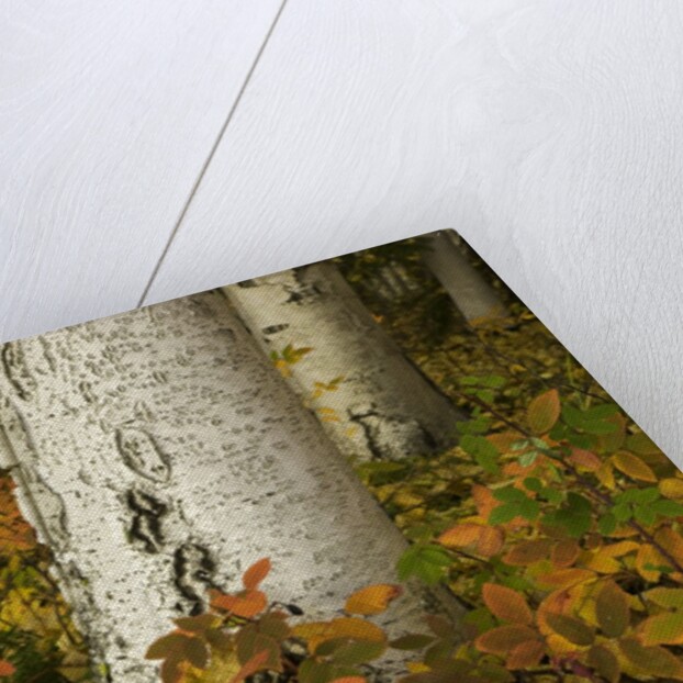Colorful Autumn Leaves and White Trunks of Aspen Trees by Anonymous