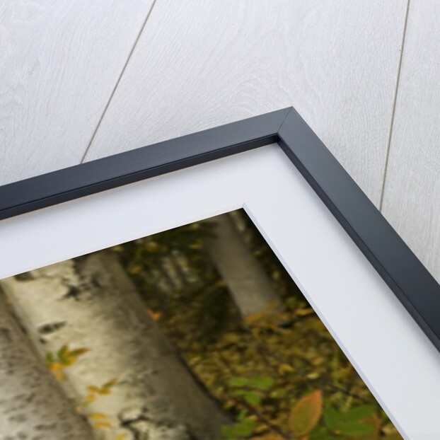 Colorful Autumn Leaves and White Trunks of Aspen Trees by Anonymous